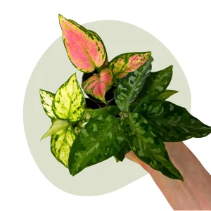 Kolbenfaden Aglaonema – pflegeleichte Zimmerpflanzen