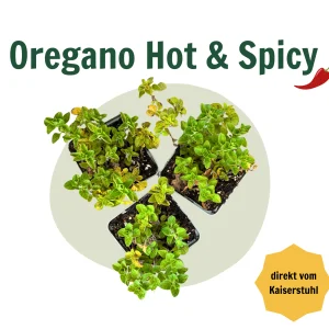 Scharfer Oregano 3er Set „Hot & Spicy“ – würzig, intensiv, besonders
